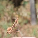 Empusa pennata (Thunberg, 1815)Empusa pennata (Thunberg, 1815)