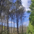 Pinus pinaster AitonPinus pinaster Aiton