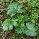 Acanthus mollis L.Acanthus mollis L.