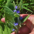 Pentaglottis sempervirens (L.) Tausch ex L.H. BaileyPentaglottis sempervirens (L.) Tausch ex L.H. Bailey