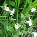 Silene latifolia Poir.Silene latifolia Poir.
