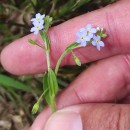 Myosotis secunda A. MurrayMyosotis secunda A. Murray
