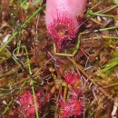 Drosera rotundifolia L.Drosera rotundifolia L.