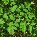 Angelica sylvestris L.Angelica sylvestris L.