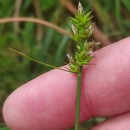 Carex cuprina (I. Sándor ex Heuff.) Nendtv. ex A. Kern.Carex cuprina (I. Sándor ex Heuff.) Nendtv. ex A. Kern.