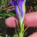 Gentiana pneumonanthe L.Gentiana pneumonanthe L.