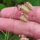 Briza maxima L.Briza maxima L.