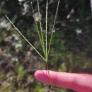 Digitaria debilis (Desf.) Willd.Digitaria debilis (Desf.) Willd.