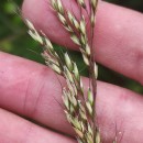 Arrhenatherum longifolium (Thore) DulacArrhenatherum longifolium (Thore) Dulac