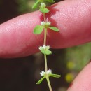 Illecebrum verticillatum L.Illecebrum verticillatum L.