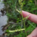 Echinochloa crus-galli (L.) Beauv.Echinochloa crus-galli (L.) Beauv.