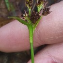 Luzula multiflora (Ehrh.) Lej.Luzula multiflora (Ehrh.) Lej.