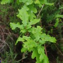 Quercus robur L.Quercus robur L.