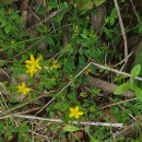 Hypericum humifusum L.Hypericum humifusum L.