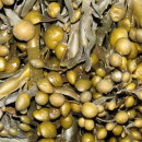 Ascophyllum nodosum (Linnaeus) Le Jolis, 1863Ascophyllum nodosum (Linnaeus) Le Jolis, 1863