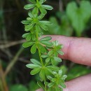 Galium mollugo L.Galium mollugo L.