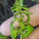 Lipandra polysperma (L.) S.Fuentes, Uotila & BorschLipandra polysperma (L.) S.Fuentes, Uotila & Borsch