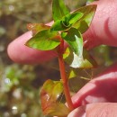 Ludwigia palustris (L.) ElliottLudwigia palustris (L.) Elliott