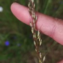 Arrhenatherum longifolium (Thore) DulacArrhenatherum longifolium (Thore) Dulac