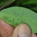Lonicera periclymenum L. subsp. periclymenumLonicera periclymenum L. subsp. periclymenum