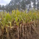 Zea mays L.Zea mays L.