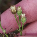 Erigeron bonariensis L.Erigeron bonariensis L.