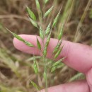 Bromus hordeaceus  L.Bromus hordeaceus  L.