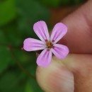 Geranium robertianum L.Geranium robertianum L.