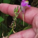 Linaria triornithophora (L.) Willd.Linaria triornithophora (L.) Willd.