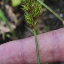 Carex leporina L.Carex leporina L.