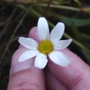 Anthemis arvensis L. subsp. arvensisAnthemis arvensis L. subsp. arvensis