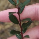 Salix repens L. subsp. repensSalix repens L. subsp. repens