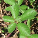 Rubus sp. L.Rubus sp. L.