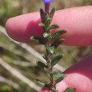 Glandora prostrata (Loisel.) D.C.ThomasGlandora prostrata (Loisel.) D.C.Thomas