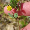 Trifolium dubium Sibth.Trifolium dubium Sibth.