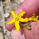 Hypericum linariifolium VahlHypericum linariifolium Vahl