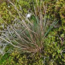 Corynephorus canescens (L.) Beauv.Corynephorus canescens (L.) Beauv.