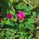 Oxalis purpurea L.Oxalis purpurea L.