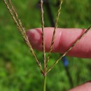 Digitaria sanguinalis (L.) Scop.Digitaria sanguinalis (L.) Scop.