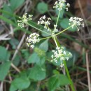 Silphiodaucus prutenicus (L.) Spalik, Wojew., Banasiak, Piwczyñski & Reduron subsp. dufourianus (Rouy & E.G.Camus) ReduronSilphiodaucus prutenicus (L.) Spalik, Wojew., Banasiak, Piwczyñski & Reduron subsp. dufourianus (Rouy & E.G.Camus) Reduron