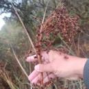 Cladium mariscus (L.) PohlCladium mariscus (L.) Pohl