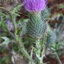Cirsium vulgare (Savi) Ten.Cirsium vulgare (Savi) Ten.
