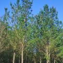 Pinus radiata D. DonPinus radiata D. Don