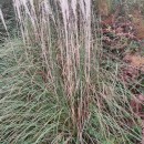 Cortaderia selloana (Schult. & Schult. fil) Asch. & Graebn.Cortaderia selloana (Schult. & Schult. fil) Asch. & Graebn.