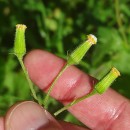 Senecio lividus L.Senecio lividus L.