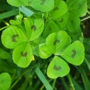 Medicago arabica (L.) Huds.Medicago arabica (L.) Huds.