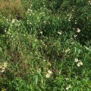 Bidens aurea (Aiton) SherffBidens aurea (Aiton) Sherff