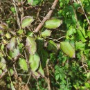 Pyrus cordata Desv.Pyrus cordata Desv.