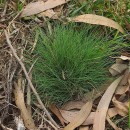 Agrostis curtisii KerguélenAgrostis curtisii Kerguélen