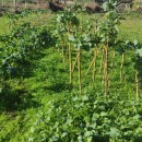 Brassica oleracea L. var. viridis .Brassica oleracea L. var. viridis .